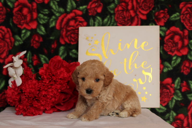 puppy, for, sale, Mini Goldendoodle F2, Matthew B. Stoltzfus, dog, breeder, Gap, PA, dog-breeder, puppy-for-sale, forsale, nearby, find, puppyfind, locator, puppylocator, aca